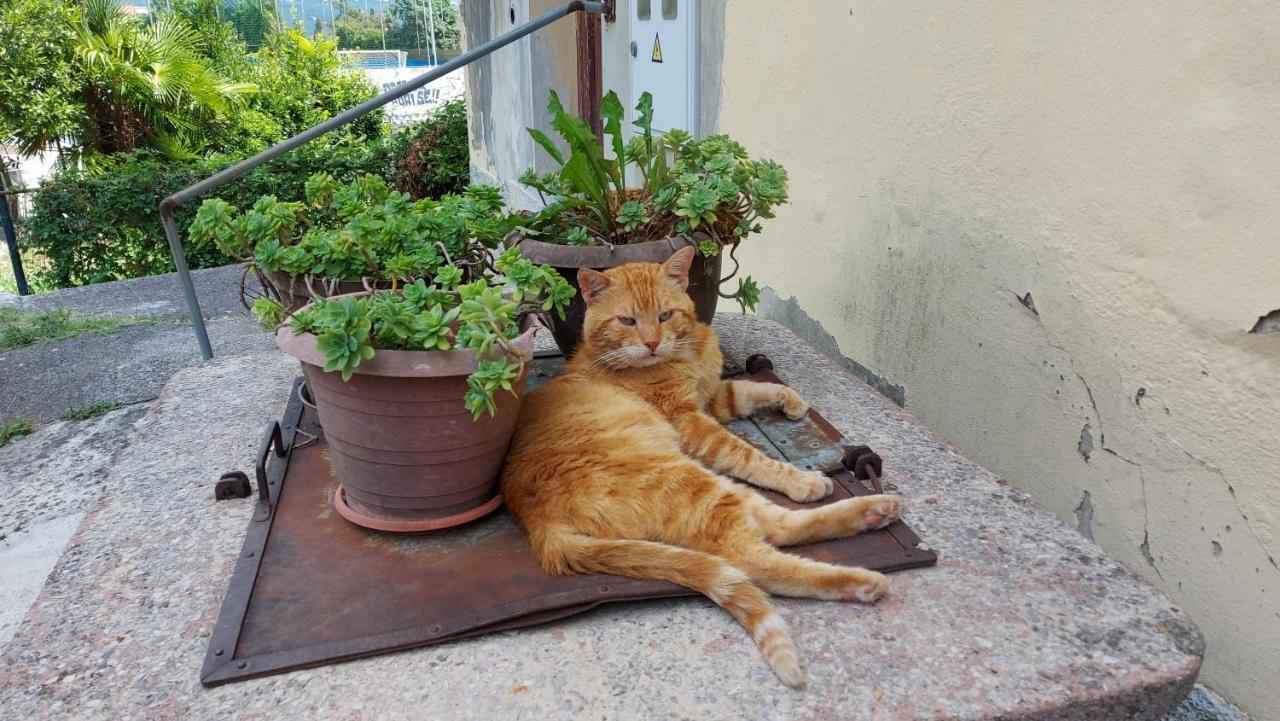 Apartment Tina Opatija Dış mekan fotoğraf